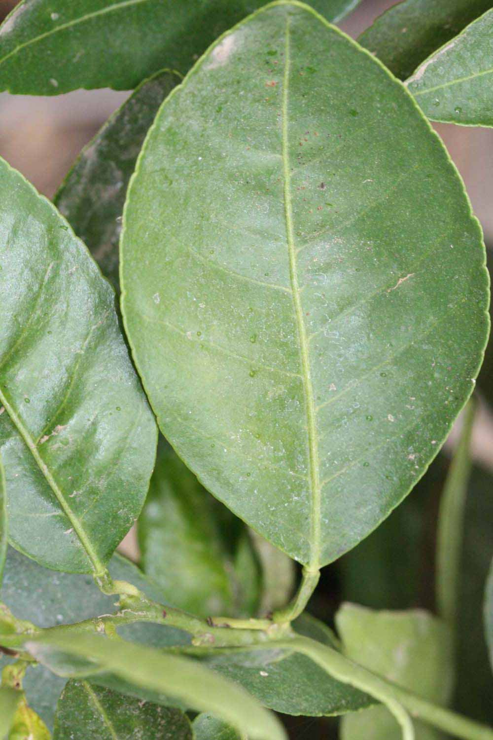              Unifoliolate leaf (Riverside, CA)       